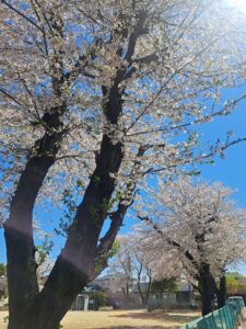 桜　花見　ご入学　ご進級　